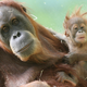 Illustration for article titled Every Time You Eat A Doughnut, An Orangutan Dies